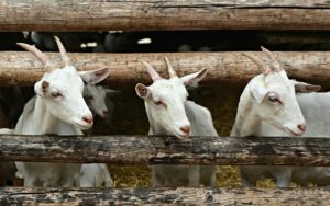goat, kid, young-4884605.jpg